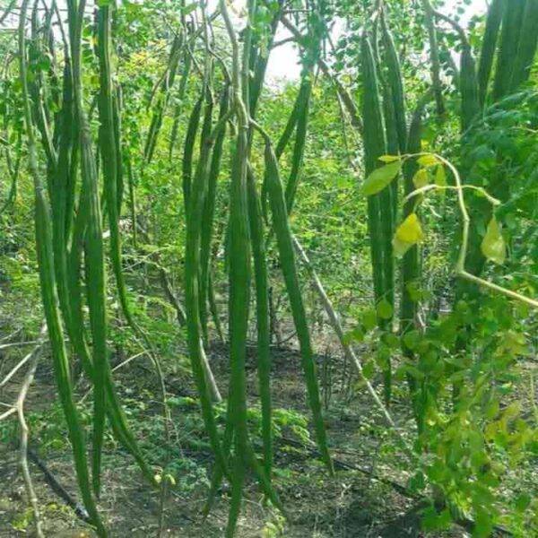 ১ প্যাকেট বারোমাসি সাজনা বীজ