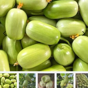 ১ প্যাকেট জেড শসার বীজ