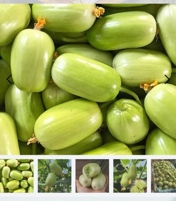 ১ প্যাকেট জেড শসার বীজ