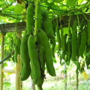 ১ প্যাকেট চাইনিজ সীম বীজ 400 টাকা