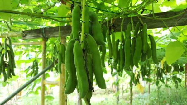 ২ প্যাকেট চাইনিজ সীম বীজ 750 টাকা