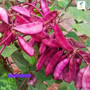 ১ প্যাকেট = 490 টাকা