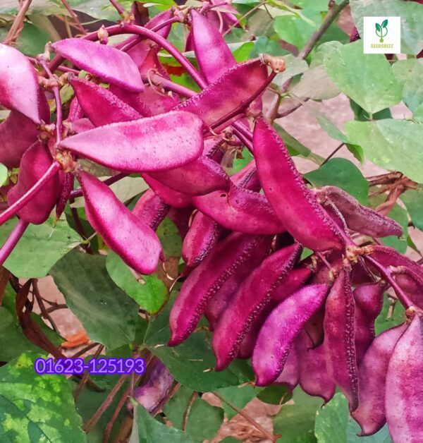 ২ প্যাকেট কিনলে ১ প্যাকেট সবুজ সীম ফ্রি 950 টাকা