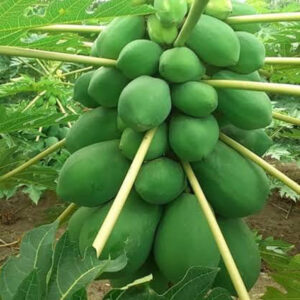 হাইব্রিড পেঁপে  বীজ ১ প্যাকেট: ৪৯০ টাকা