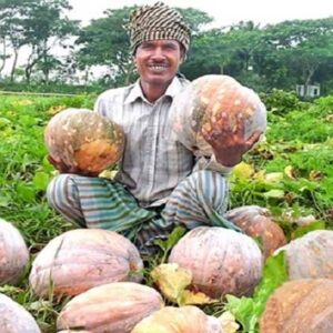 ১ পেকেট বড় মিষ্টি কুমড়া বীজ ৪০০ টাকা