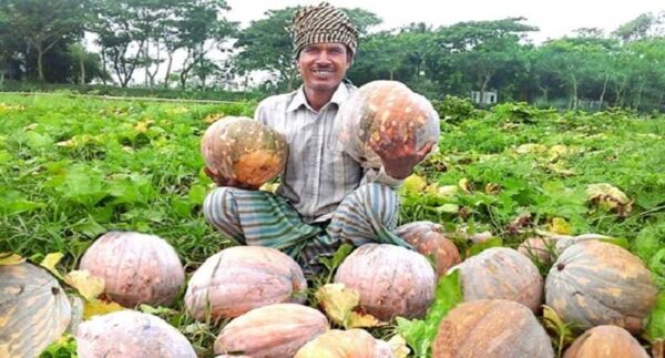 ১ পেকেট বড় মিষ্টি কুমড়া বীজ ৪০০ টাকা
