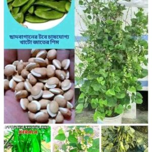 খাটো সীম বীজ ১ প্যাকেট ৩৯০ টাকা