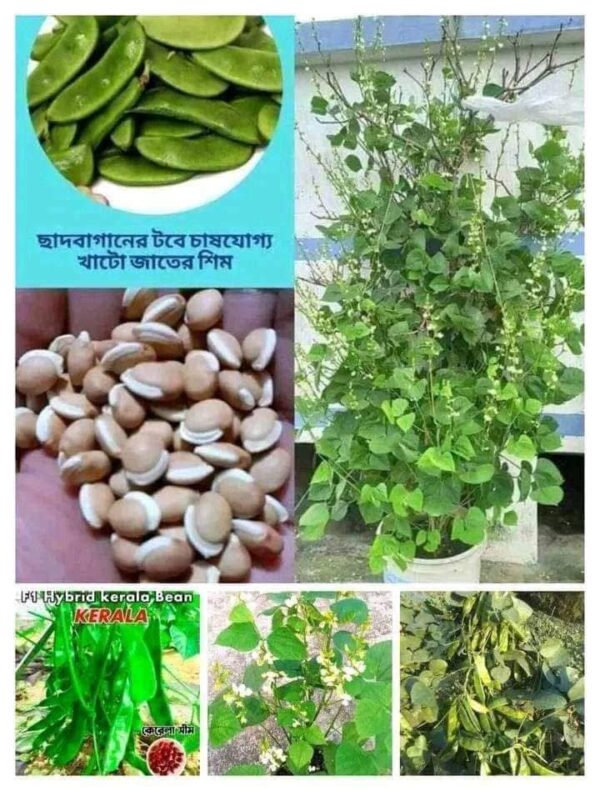 খাটো সীম বীজ ৫ প্যাকেট ১৬০০ টাকা