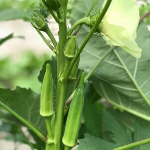 ১ প্যাকেট ঢেঁড়সের বীজ ৩৯০ টাকা
