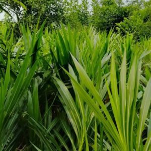 আমেরিকান গুয়েত মালা ঘাস বীজ 1 KG  820 Tk