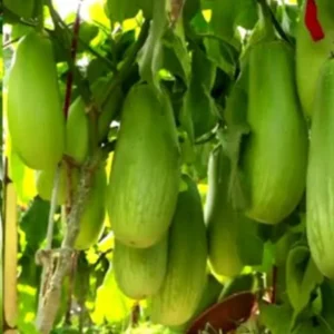 ১ প্যাকেট কেজি বেগুন ৩৯০ টাকা