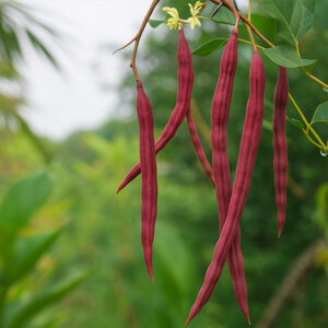 ২ প্যাকেট লাল সজিনার বীজ ১০০০ টাকা