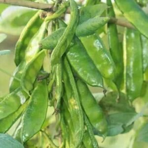 ২ প্যাকেট বীজ ৫০০ টাকা