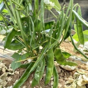 খাটো জাতের শিম শারপান-৩  ১প্যাকেট বীজ ৩৯০ টাকা