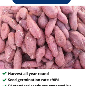 জাপানিজ লাল-মিষ্টি আলুর বীজ ২৫ গ্রামের পেকেট দাম 450 টাকা