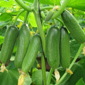 🥒 1 প্যাকেট সেটিয়া শসা 499 টাকা