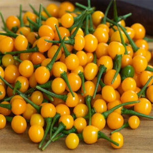 চারাপিতা মরিচ 1 প্যাকেট 25 পিস বীজের ইন্টেক : 1050 Tk