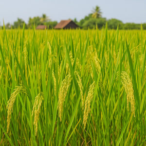 F1 জায়ান্ট জাতের ধান বীজ 10 কেজি : 6100 Tk