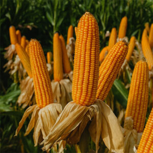 প্রতি কেজি মাত্র ৯৫০ টাকা