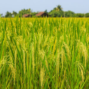 দাম: প্রতি ১০৮ ধান কেজি ১৫০ টাকা / সর্বনিম্ন অর্ডার: ২ কেজি
