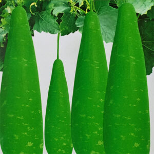 2 প্যাকেট হাজারী লাউ এর বীজ 750 টাকা