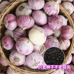 1 প্যাকেট একাকী রসুনের বীজ 900TK