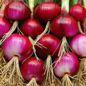 পেঁয়াজ বীজ 1 কেজি 4000 টাকা