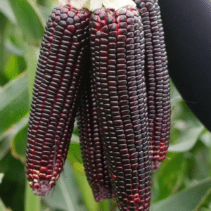 1 Kg জাপানিজ ভুট্টার বীজ 1500TK