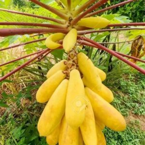 American Original Yellow Papaya Seeds: 1 Packet 900