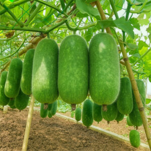 হাইব্রিড বারোমাসি চাল কুমড়া বীজ 1 প্যাকেট : 449টাকা