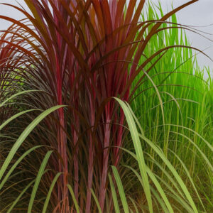 অস্ট্রেলিয়ান সুপার লাল নেপিয়ার ঘাস 1 Kg : 1000 Tk