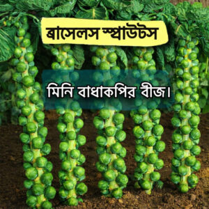 মিনি বাঁধাকপি 1 প্যাকেট 450 Tk