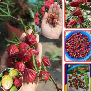 রোসেল (চুকাই) বীজ | Hibiscus sabdariffa Seed 10 gm Seed = 550 Tk