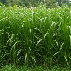 হোয়াইট জার্মান ঘাসের বীজ ১ কেজি মাত্র ৯০০ টাকা